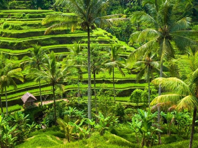 Comfort Ubud & Bali Turu Türk Havayolları ile 6 Gece Ekstra Turlar Dahil DPS-DPS
