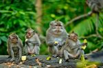 Comfort Ubud  Bali Turu Emirates Havayolları ile 7 Gece Ekstra Turlar Dahil DPS-DPS