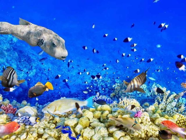 Promosyon Sharm El Sheikh Turu Ajet Havayolları  ile 4 Gece Transfer Saatine Kadar Otel Kullanımlı