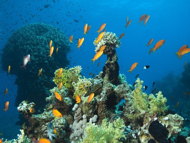 Promosyon Sharm El Sheikh Turu Ajet Havayolları ile 4 Gece Otelden Geç Çıkışlı