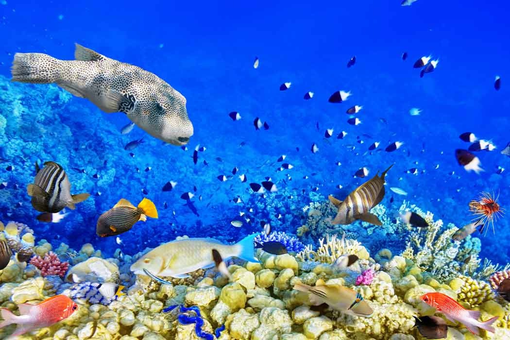 Sharm El Sheikh Turu Türk Havayolları ile 3 Gece Otelden Erken Çıkışlı