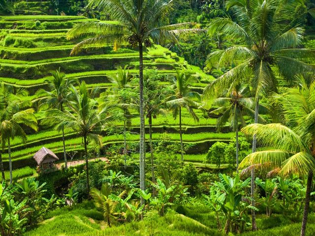 Bali Turu Emirates Havayolları ile 6 Gece 