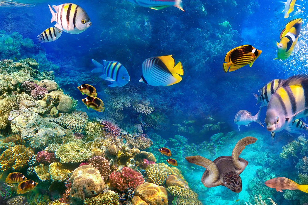 Promosyon Sharm El Sheikh Turu Ajet Havayolları ile 3 Gece Otelden Erken Çıkışlı