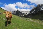 Günübirlik Huser & Avuser & Ayder Yayla Turu